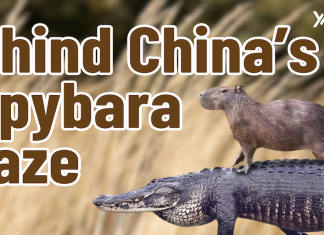E106 – The Impulso Podcast – Behind Chinese youth’s love for Capybaras